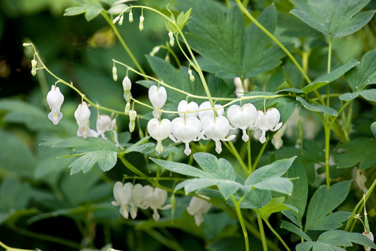 Herzerlstock mit weissen Blüten und grünen Blättern