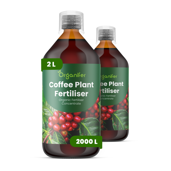 Organifer Kaffee-Pflanzendünger, organisches Düngerkonzentrat, zwei Flaschen mit insgesamt 2 Liter Inhalt.