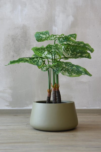 Künstliche Caladium-Pflanze mit grün-weiß gemusterten Blättern in einem runden Übertopf auf Holzboden vor einer Wand.