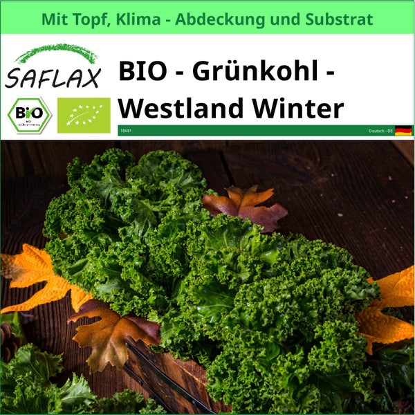 Bio Grünkohl Westland Winter von Saflax im Topf mit Klimaabdeckung und Substrat