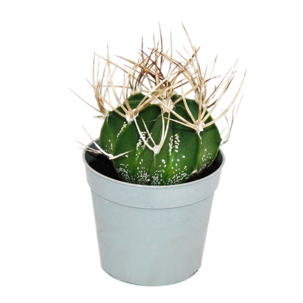 Astrophytum ornatum Kaktus im Topf, Draufsicht