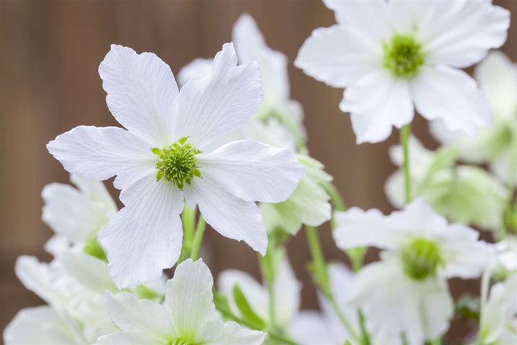 Clematis Hybride 'Early Sensation', immergrün, weiße Blüten, 60–100 cm
