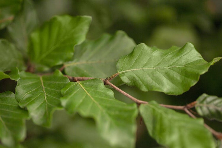 Fagus sylvatica, Rotbuche, 100–125 cm