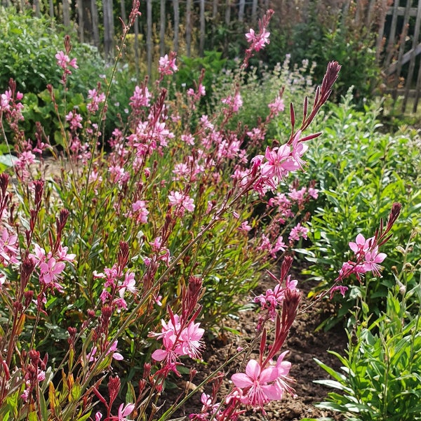 Blühende Prachtkerze Gaura lindheimeri mit rosa Blüten in einem Gartenbeet vor einem Holzzaun.