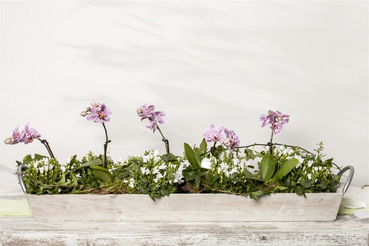 Campanula portenschlagiana, Polsterglockenblume, violett, ca. 9x9 cm Topf