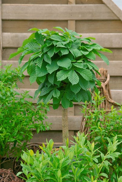 Aesculus hippocastanum 'Monstrosa', Rosskastanie, 150 cm Stammhöhe