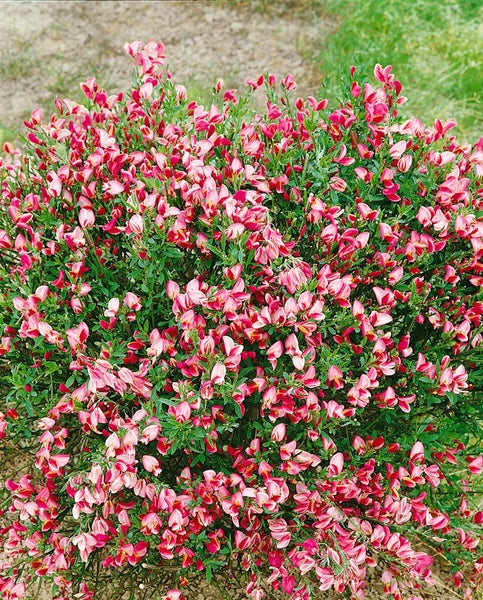 Cytisus scoparius 'Eva', Besenginster, gelb, 60–80 cm