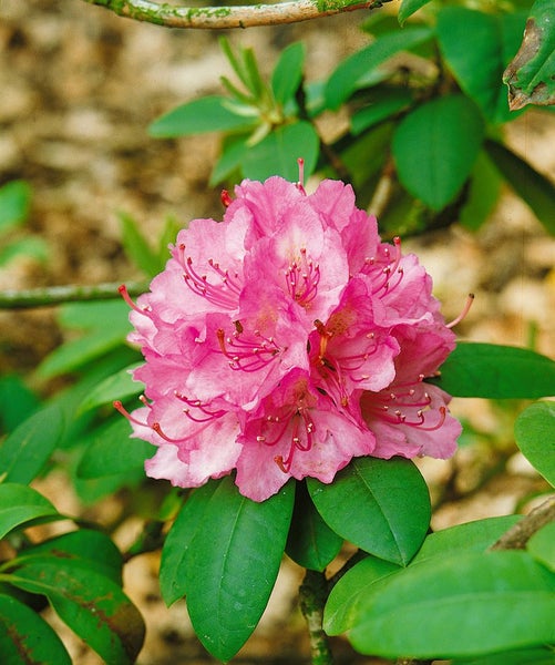 Rhododendron Hybr. 'Catharine van Tol', immergrün, rosa Blüten, 40–50 cm