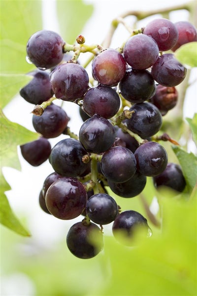 Vitis vinifera, Weinrebe, blau, 80–100 cm