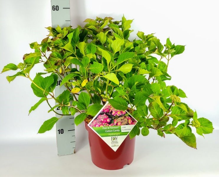 Hortensie im Topf mit grünen Blättern
