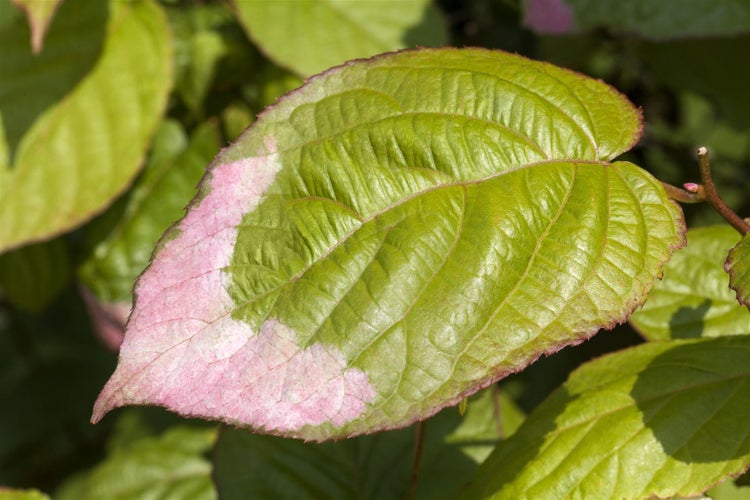 Actinidia kolomikta, Kiwi, 40–60 cm, dekoratives Laub