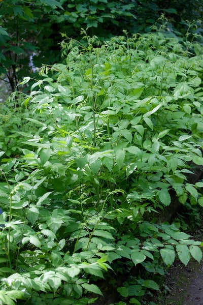 Aruncus dioicus, Wald-Geißbart, weiß, ca. 11x11 cm Topf