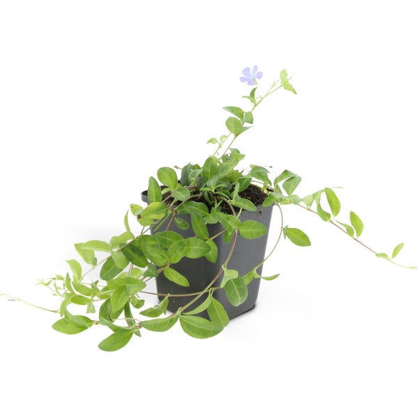 Bodendecker - Kleinblättriges Immergrün - Vinca minor 'La Grave' - 9cm Topf - Set mit 20 Pflanzen