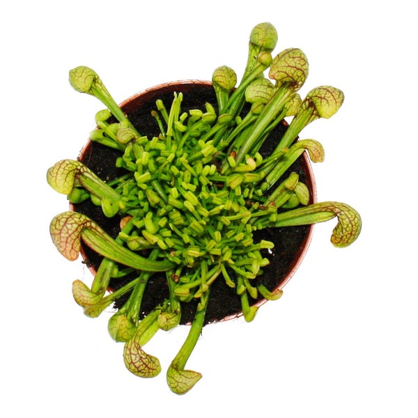 Schlauchpflanze - Sarracenia psittacina Hybr. Scarlett Belle - Fleischfressende Pflanze - 9cm Topf