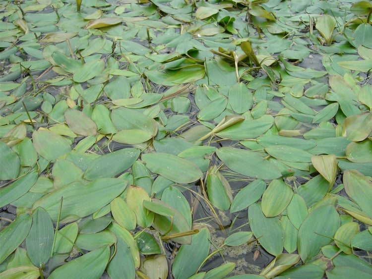 Seerosenblätter auf einem Teich