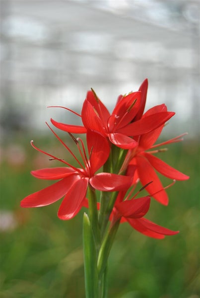 Schizostylis coccinea, Scharlach-Kaffernlilie, rot, ca. 9x9 cm Topf