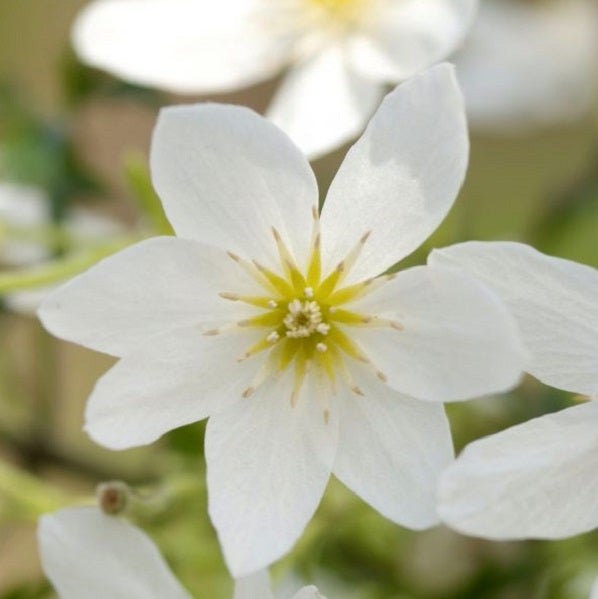 Blüte der Felsenbirne