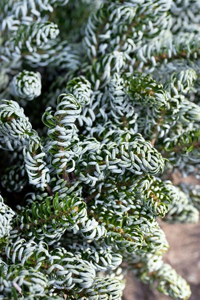 Abies koreana 'Kohouts Icebreaker' ®, Tanne, 40–50 cm