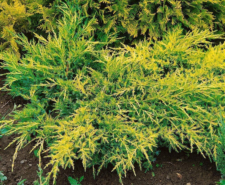 Pfitzer-Wacholder Old Gold mit fächerförmigen Zweigen und gelb-grünem Laub im Gartenboden gepflanzt.