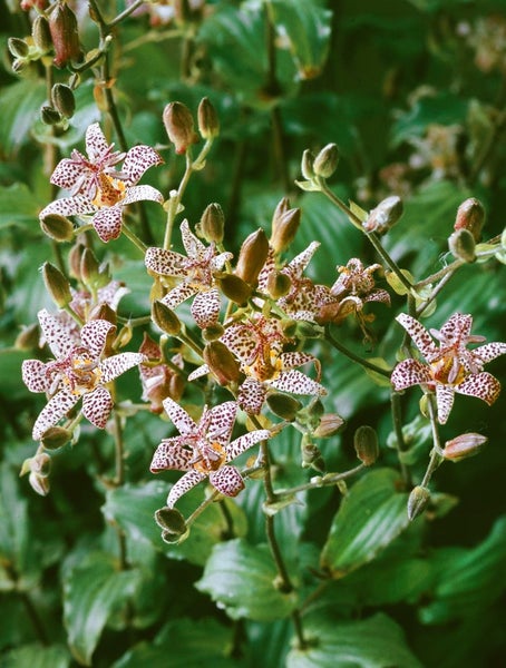 Tricyrtis formosana 'Dark Beauty', Krötenlilie, purpur, ca. 9x9 cm Topf