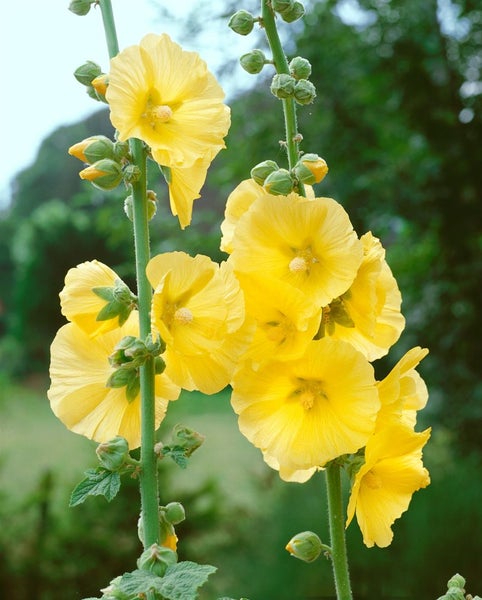 Alcea ficifolia, Feigenblättrige Stockrose, ca. 9x9 cm Topf