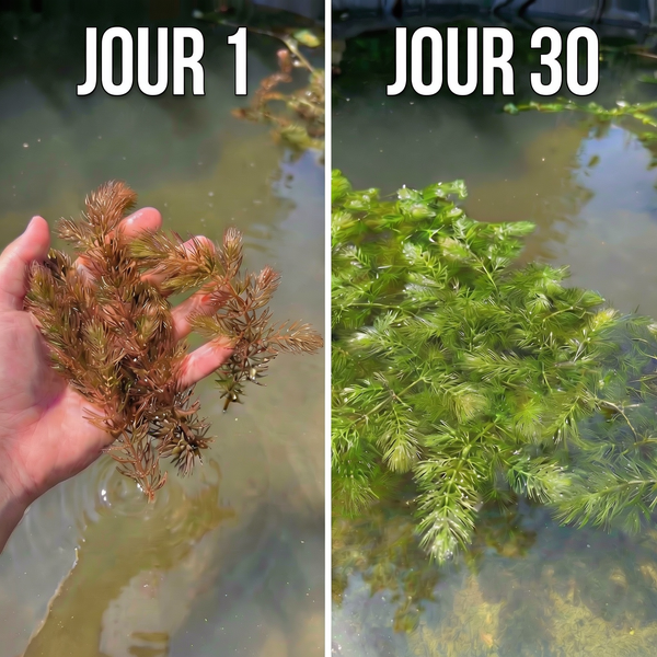 Vergleichsbild von Teichpflanzen an Tag 1 und Tag 30, das Wachstum und die Entwicklung der Wasserpflanzen im Teich zeigt.