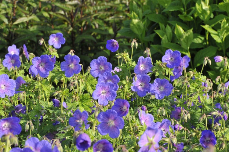 Geranium himalayense 'Gravetye', Storchschnabel, blauviolett, ca. 9x9 cm Topf