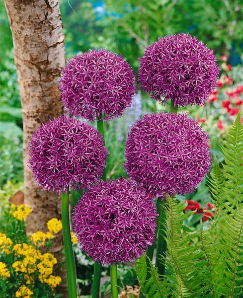 Allium macleanii 'Globemaster', Zierlauch, violett, ca. 11x11 cm Topf