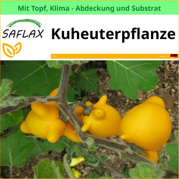 SAFLAX Kuheuterpflanze mit Topf, Klimaabdeckung und Substrat