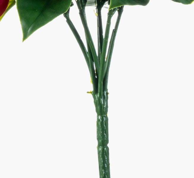 Nahaufnahme der fleischigen spitz zulaufenden Blätter einer Aloe Vera Pflanze mit kleinen Stacheln an den Rändern