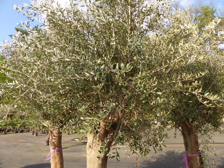 Bonsai Olivenbaum 230 - 260 cm knorrige urige Olive winterhart Olea Europaea Ölbaum
