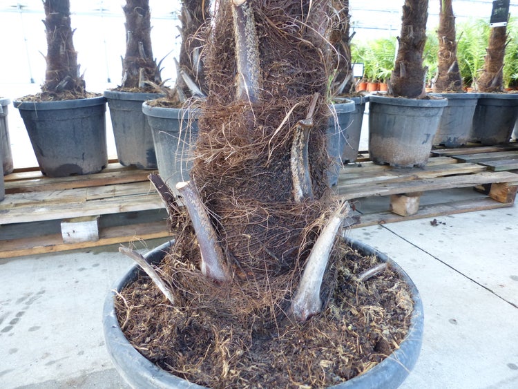 3 Stück XXL+ Palme winterhart 190 - 220 cm Trachycarpus fortunei, Hanfpalme, Top-Qualität