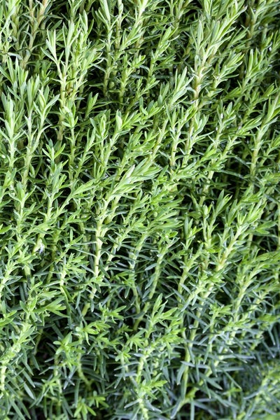 Thuja occidentalis 'Teddy', Kugel-Lebensbaum, kompakt, 20–25 cm