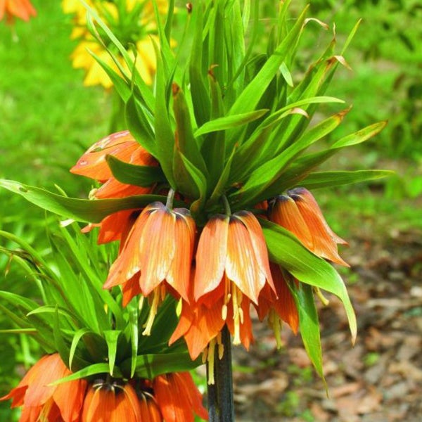 Kaiserkronen-Blume mit grünen Blättern im Garten