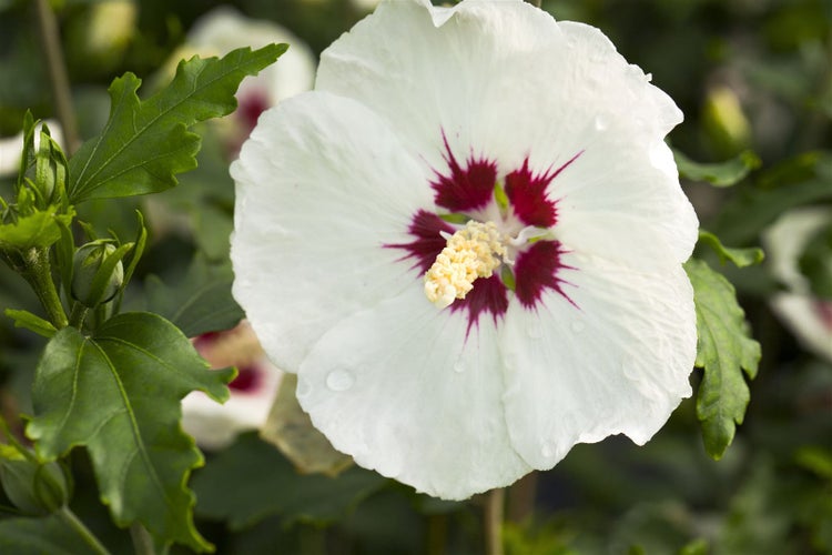 Hibiscus syriacus 'Red Heart', Gartenhibiskus, weiß-rot, 60–80 cm
