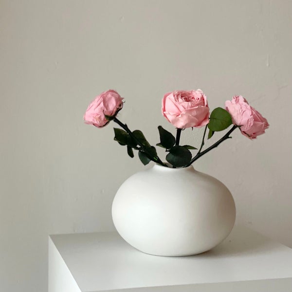 Konservierte/gefriergetrocknete, englische Rosen: Zeitlose Eleganz für die Ewigkeit