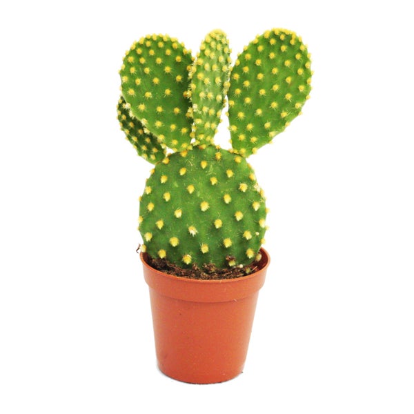 Opuntia microdasys - gelbstachliger Ohrenkaktus - im 8,5cm Topf