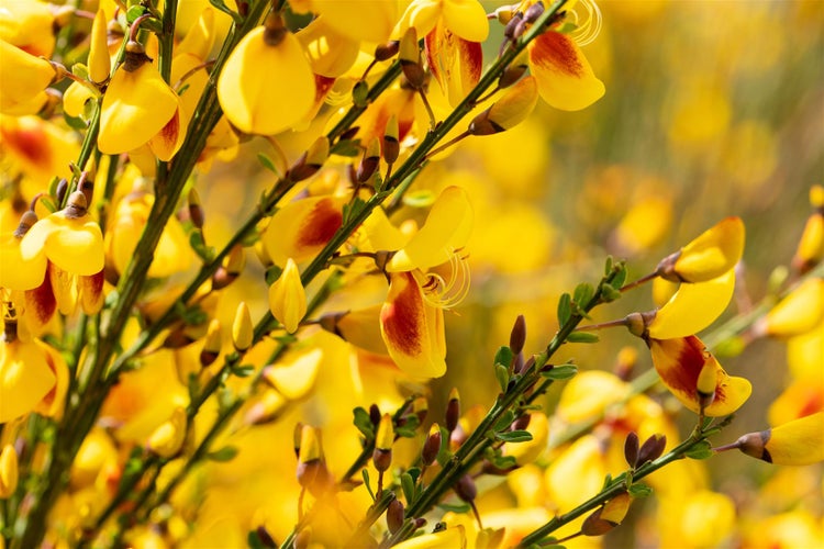 Cytisus scoparius 'Jessica', Besenginster, gelb-rot, 30–40 cm
