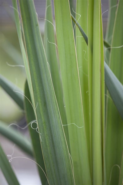 Yucca filamentosa, Palmlilie, 40–60 cm