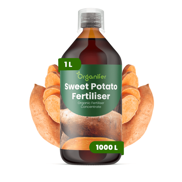 1 Liter Flasche Organifer Süßkartoffeldünger, organisches Konzentrat für 1000 Liter. Etikett mit Organifer Logo und Bildern von Süßkartoffeln.