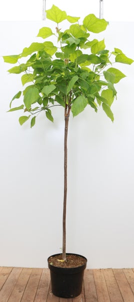 Catalpa bignonioides 'Nana', Kugeltrompetenbaum, 150 cm Stammhöhe