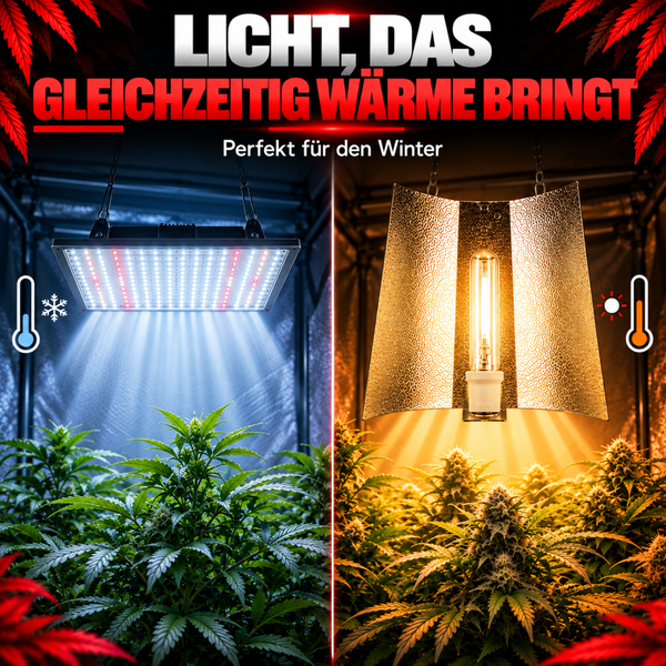 Vergleich von LED Beleuchtung und Natriumdampflampe zur Pflanzenzucht in einem Grow Zelt für optimale Licht und Wärmeverhältnisse im Winter.