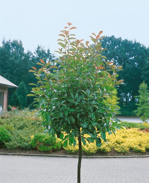 Photinia fraseri 'Red Robin', Glanzmispel, rot, 125–150 cm