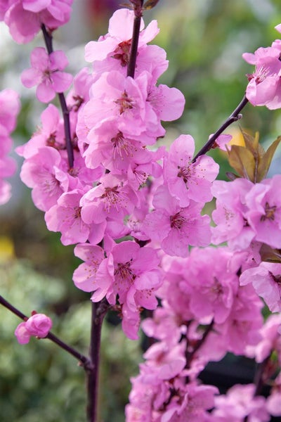 Nahaufnahme eines blühenden Zierpfirsichs mit zahlreichen rosa Blüten an dunklen Zweigen.