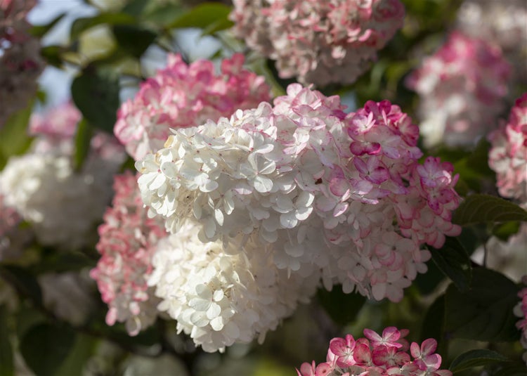 Hydrangea paniculata 'Sundae Fraise', Rispenhortensie, rosa-weiß, 40–60 cm
