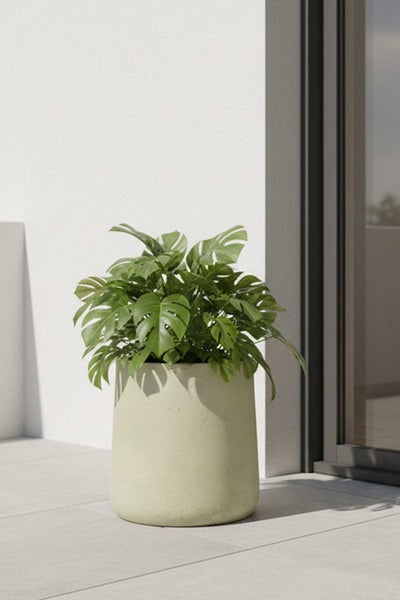 Monstera Pflanze in einem großen runden Pflanzkübel auf einer modernen gefliesten Terrasse vor einer hellen Wand.