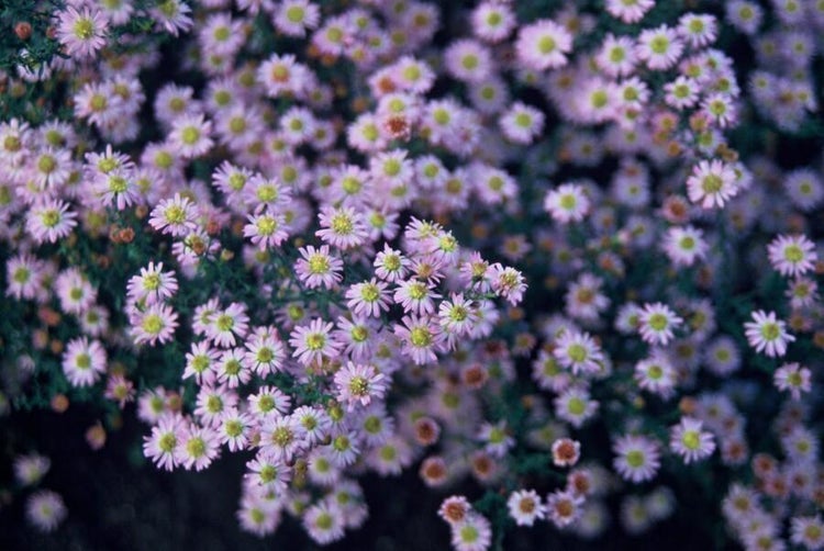 Zierstaude - Wilde Aster - Aster ageratioides 'Stardust' - 9cm Topf - Set mit 12 Pflanzen