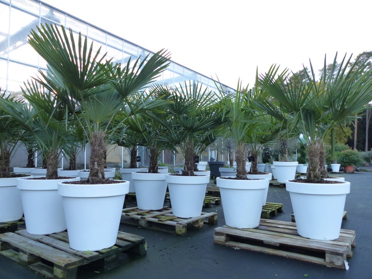 XXL Palme winterhart inkl. Pflanzkübel weiß, 160 - 190 cm Trachycarpus fortunei, Hanfpalme, Top-Qualität