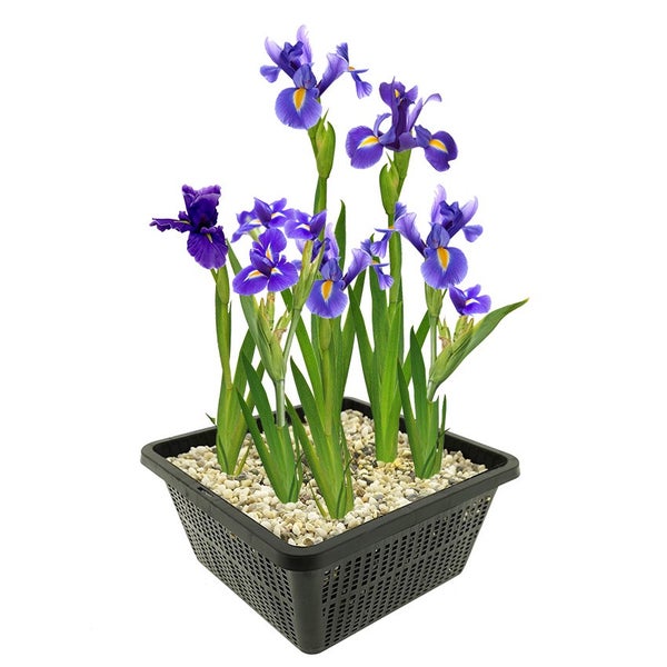 Blaue Iris in schwarzem Teich-Pflanzkorb mit hellem Kies.