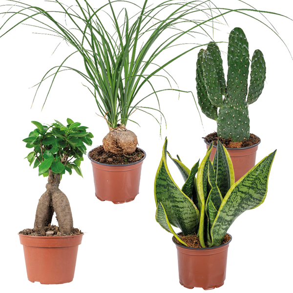 4x Tropische Zimmerpflanzenmischung – Opuntia-Ficus-Sansevieria-Beaucarnea – ⌀12 cm - ↕ 25-45 cm